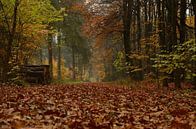 Boswandeling in de herfst. van Wil van der Velde thumbnail