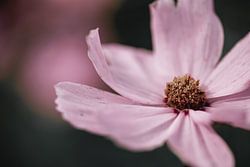 Großer rosa Cosmos / Cosmea-Blüte mit dunklem Hintergrund