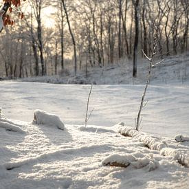 Betoverend Winterlandschap: Sneeuw, IJs en Schilderachtige Bomen van Robin Jongerden