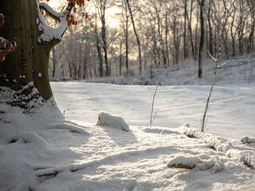 Paysages d'hiver enchanteurs : neige, glace et arbres pittoresques sur Robin Jongerden