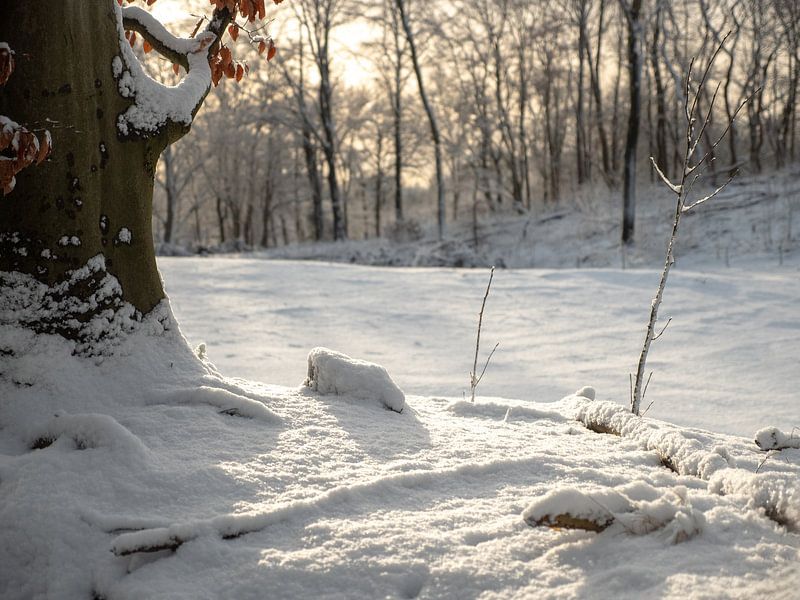 Enchanting Winter Landscape: Snow, Ice and Picturesque Trees by Robin Jongerden