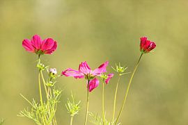 Dancing flowers by Wilma Overwijn