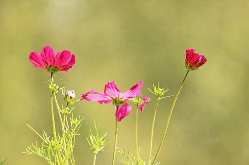 Fleurs dansantes