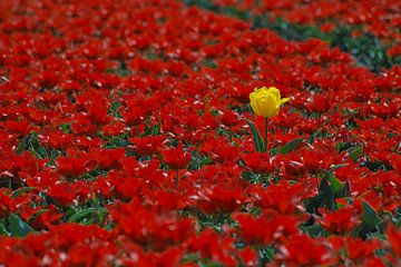 Tulpenveld geel in rood van Miny'S