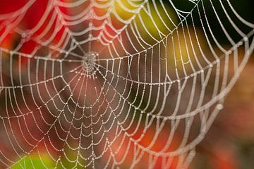 Herfst spinnenweb van Stefanie de Boer
