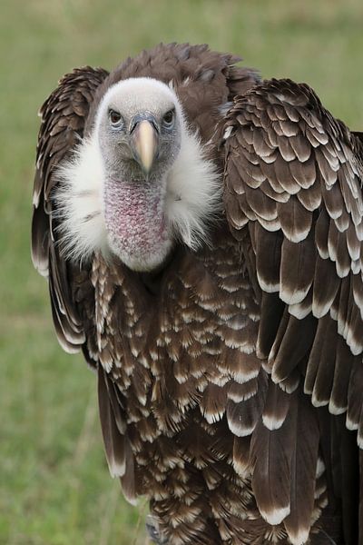 Rüppells Gier (Gyps rueppelli) van Ronald Pol