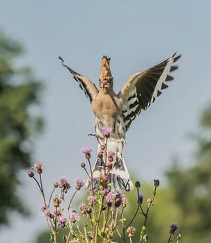 Ich sehe aus wie ein kleiner Engel