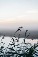 Reeds as shadows against the sunrise