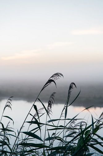 Riet als schaduw tegen de zonsopkomst