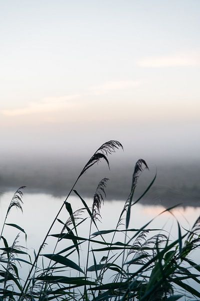 Reeds as shadows against the sunrise by Stories by Pien