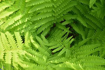 Farne im Wald im Frühling von Claude Laprise