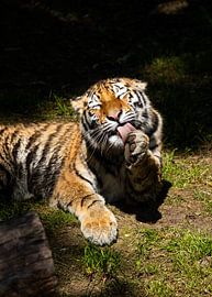 The Enjoying Tiger