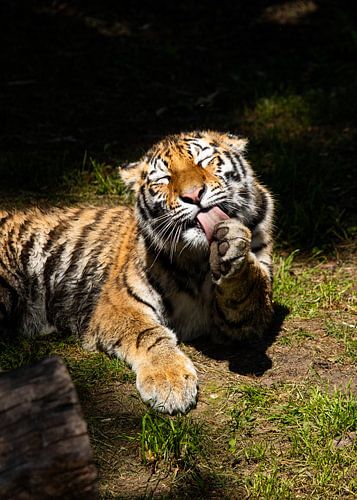 The Enjoying Tiger by Martin Mol