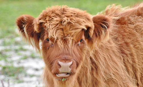 Schotse Hooglander