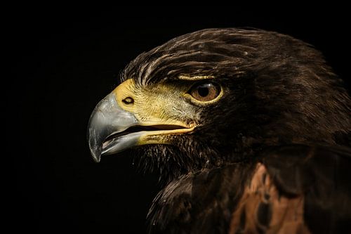 Roofvogel III van Marcel van Berkel