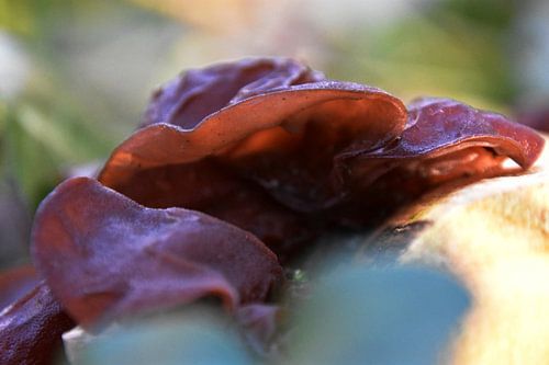 Zwam op een boomstam