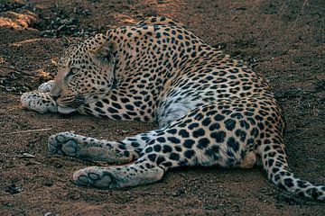 Mannelijk luipaard in Namibië, Afrika van Patrick Groß