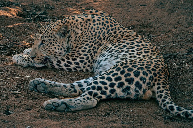 Männlicher Leopard in Namibia, Afrika von Patrick Groß