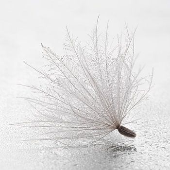 Rust en eenvoud: Een pluisje tussen de druppeltjes