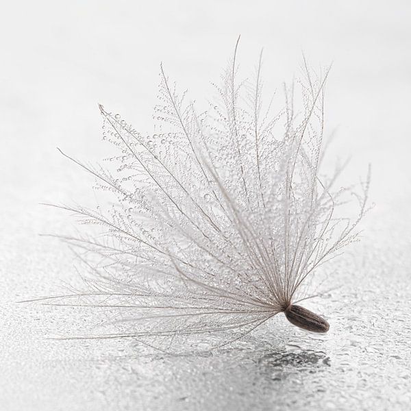 Peace and simplicity: A fluff among the droplets by Marjolijn van den Berg