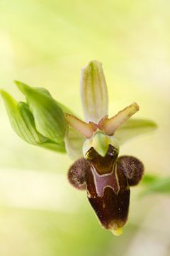Ophrys hybride 