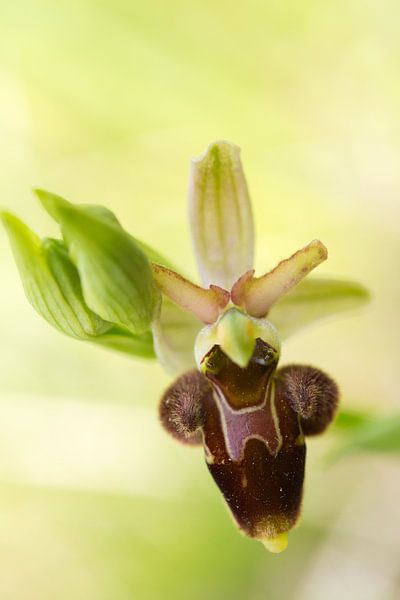 Ophrys hybride  par Mark Meijrink