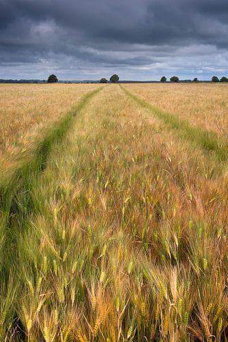 Ein Getreidefeld im Sommer in den Niederlanden mit einem verrückten Himmel und Bäumen am Horizont. von Rob Christiaans