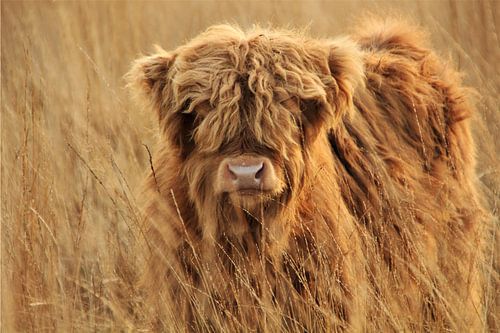 Jonge Schotse hooglander