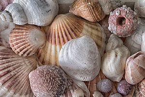 Muscheln aus dem Atlantik