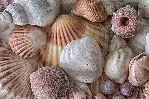 Schelpen uit de Atlantische oceaan