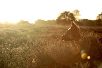 German Shepherd by Anita Moek