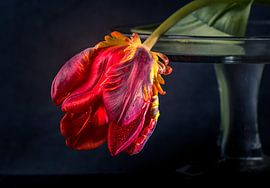 Red tulip. by natascha verbij