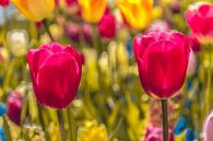 Een kleurvol veld tulpen von Stedom Fotografie Miniaturansicht
