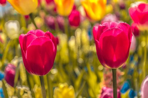 Een kleurvol veld tulpen