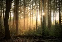 De eerste zonnestralen tussen de bomen door