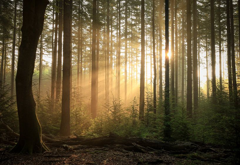 Les premiers rayons de soleil entre les arbres par Eefje John