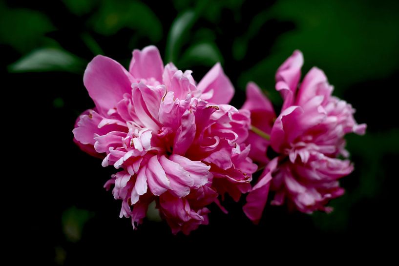 Pfingstrosen von Thomas Jäger