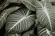Tropical leaves in the Washington D.C. Botanical Garden. by Trix Leeflang thumbnail