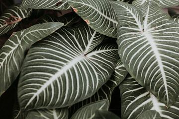 Tropical leaves in the Washington D.C. Botanical Garden. by Trix Leeflang