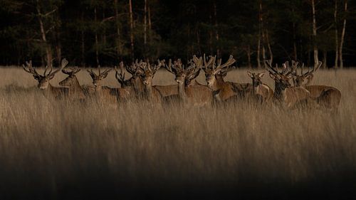 Groep edelherten in het veld.
