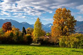 Herbstlandschaft in Munrau mit Blick zu den Alpen von ManfredFotos