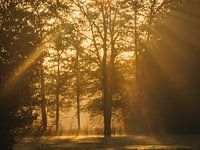 Goldenes Licht
