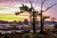 Brunsummerheide zonsopgang Blauwe Beek