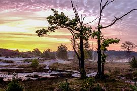 Sonnenaufgang in Brunsummerheide von Anita Martin, AnnaPileaFotografie
