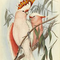 John Gould