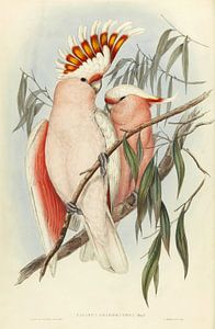 Cockatoès de la poitrine rose, John Gould sur Teylers Museum