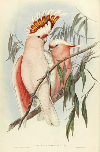 Rozeborstkaketoe, John Gould