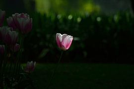 The Chosen One by Raymond Schuurhannes