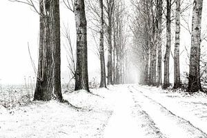 Paysage hivernal, route de campagne enneigée avec des rangées d'arbres en noir et blanc. sur Ron van der Stappen