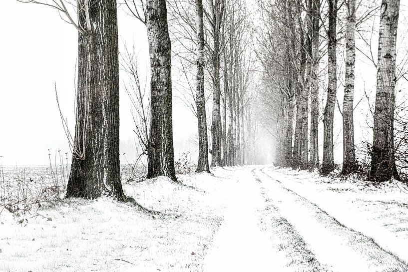 Winterlandschaft, verschneite Landstraße mit Reihen von Bäumen in schwarz und weiß. von Ron van der Stappen